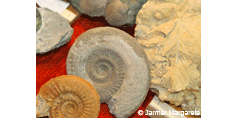 Mineralien und Fossiliensammlerbörse