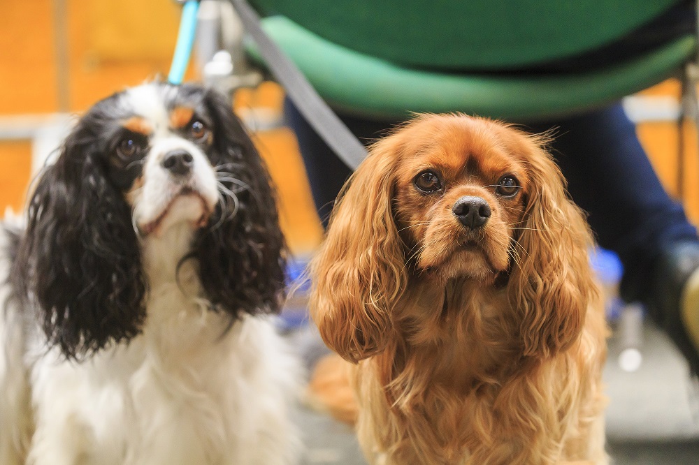 Hund Katze Co 2020 Haustiermesse Hamm Die Hundemesse