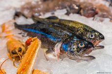 fish international Bild 2