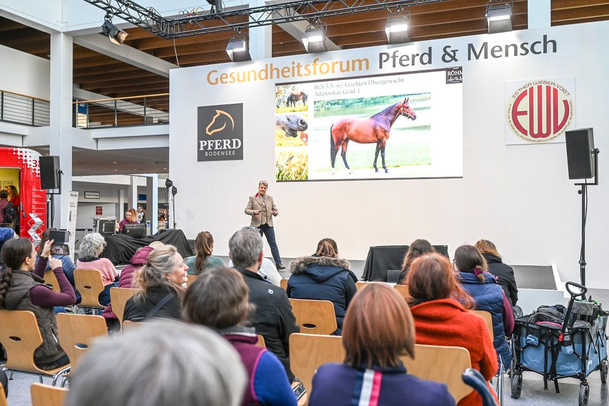 Galerie, PFERD BODENSEE