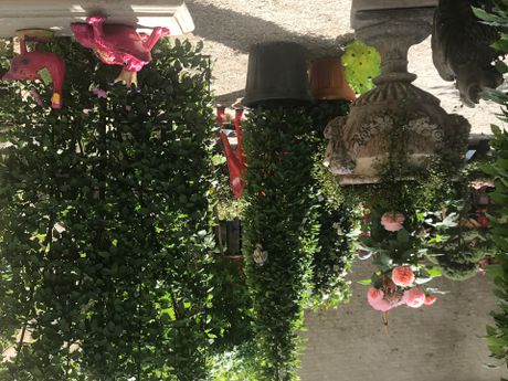 GartenLust Schloss Wundschuh Bild