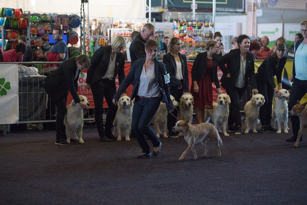 Galerie, Internationale RasseHundeAusstellung
