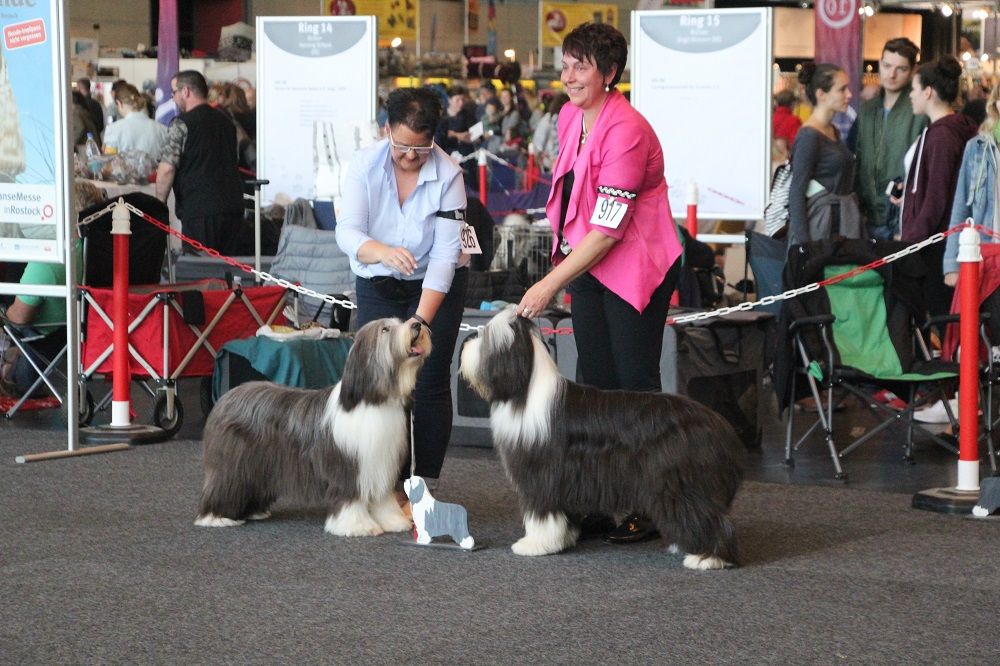 Galerie, Internationale RasseHundeAusstellung
