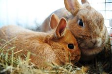 TIER&NATUR in MV Bild 1