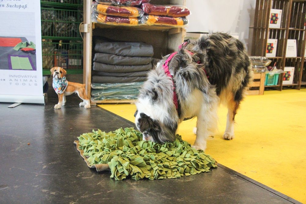 Galerie, Internationale RasseHundeAusstellung