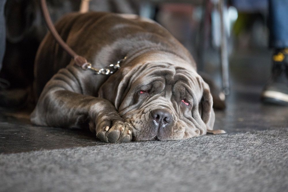 Galerie, Internationale RasseHundeAusstellung