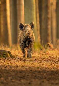 TIER & NATUR Bild 1