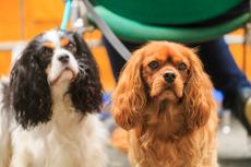 Hund, Katze & Co Bild 2