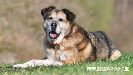 Galerie, messe4dogs Basthorst