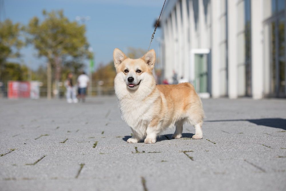 Galerie, Internationale RasseHundeAusstellung