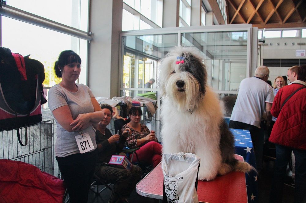 Galerie, Internationale RasseHundeAusstellung