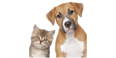 Internationale Katzen-Ausstellung Offenburg Logo