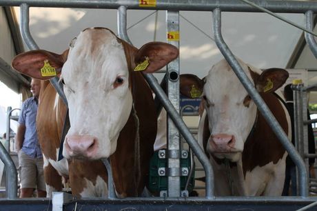 Galerie, LandTage Nord