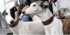 Internationale Rassehunde-Ausstellung Logo