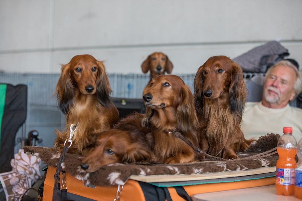 Galerie, Internationale RasseHundeAusstellung