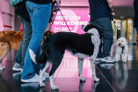 Galerie, DeutscheVET