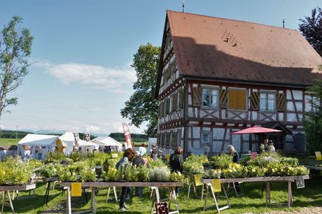 Galerie, gusto!-Sommerfestival