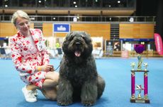 Rassehundeausstellung Erfurt Bild 3