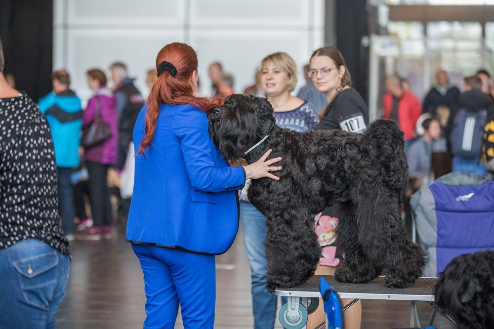 Galerie, Internationale RasseHundeAusstellung