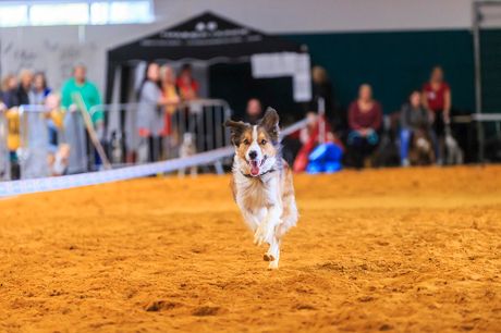 Galerie, Hund, Katze & Co