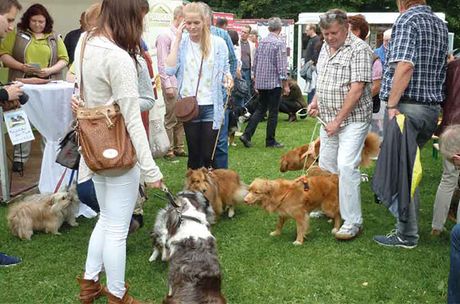 Galerie, DOG DAYS HANNOVER