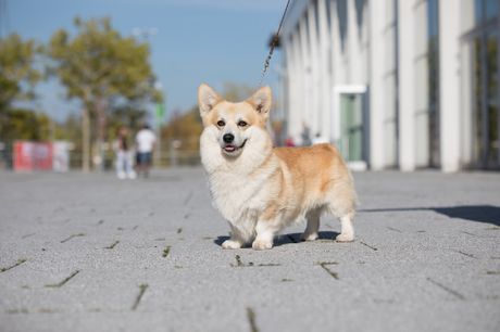 Galerie, Internationale RasseHundeAusstellung