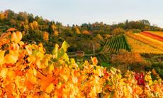 DIGA Herbstzauber Lichtenfels Bild 1
