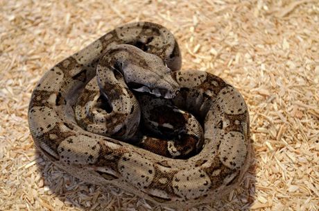 Galerie, TIER&NATUR in MV