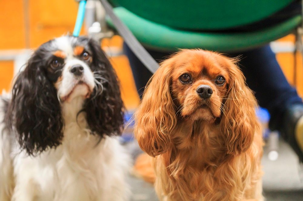 Galerie, Hund, Katze & Co