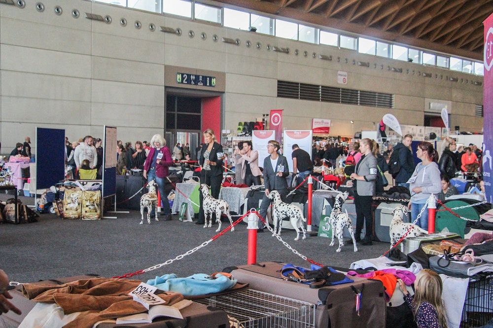 Galerie, Internationale RasseHundeAusstellung