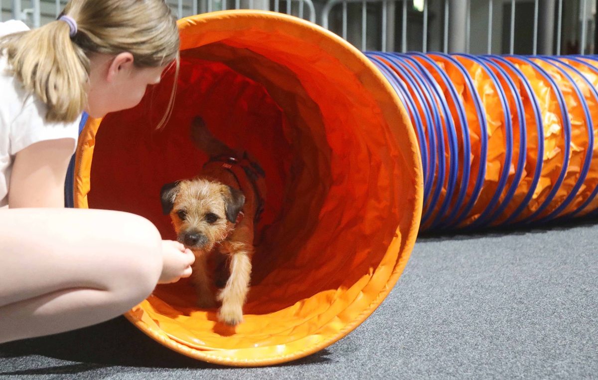 Galerie, Rassehundeausstellung Erfurt