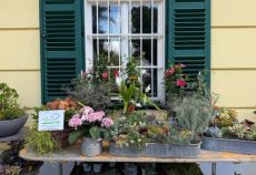 GartenLust Schloss Kogl Bild 2