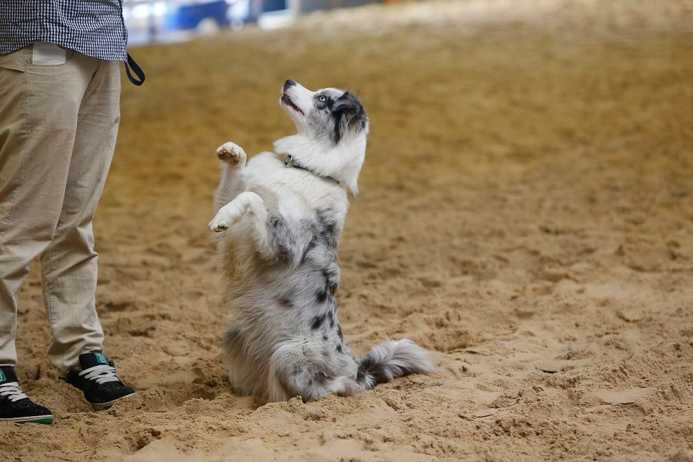 Galerie, Hund, Katze & Co