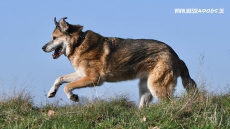 Galerie, messe4dogs Emkendorf