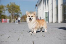 Internationale RasseHundeAusstellung Bild 1