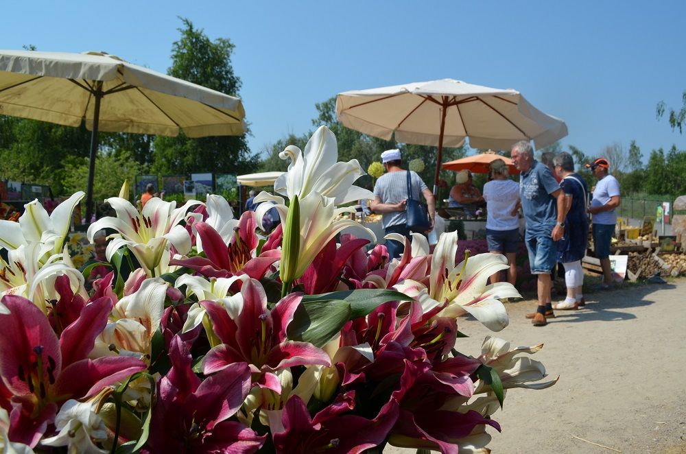 Galerie, FLAIR AM MEER