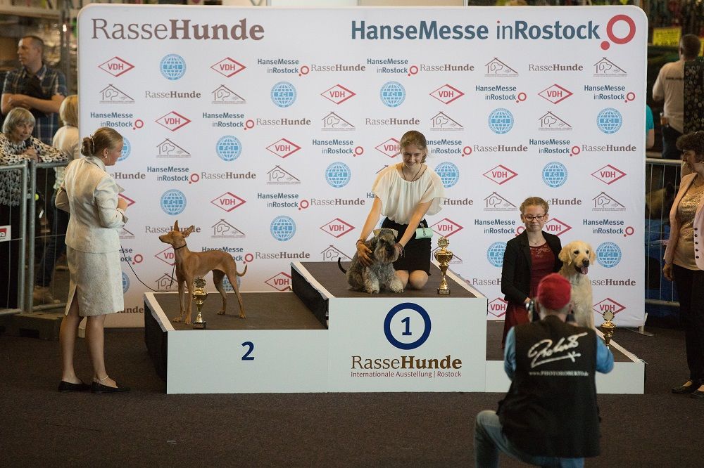 Galerie, Internationale RasseHundeAusstellung