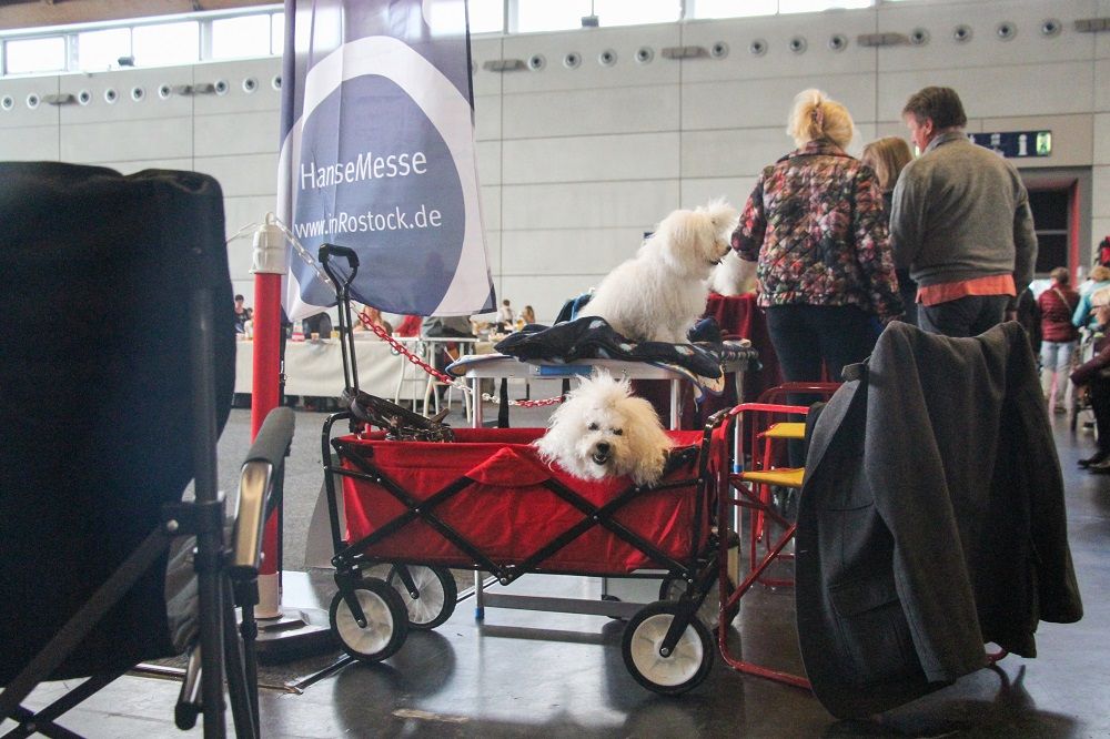 Galerie, Internationale RasseHundeAusstellung